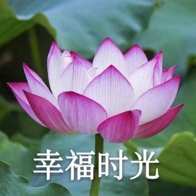 谷歌新算法声称能“6倍压缩KV缓存” 美股存储板块承压走弱